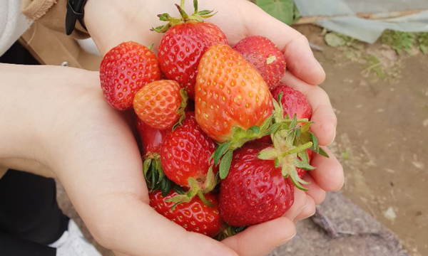 [구리마을] 딸기농장 체험학습!