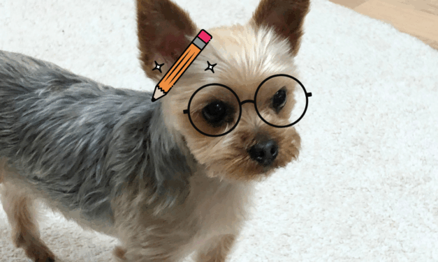 세상에서 제일 귀여운 강아지 후원자, 김망고를 소개합니다!